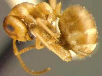 Media type: image;   Entomology 8886 Aspect: habitus lateral view